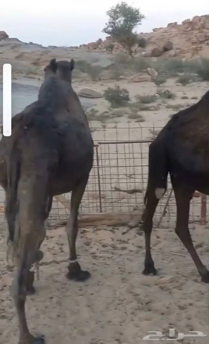 للبيع او للبدل مع ضان 4