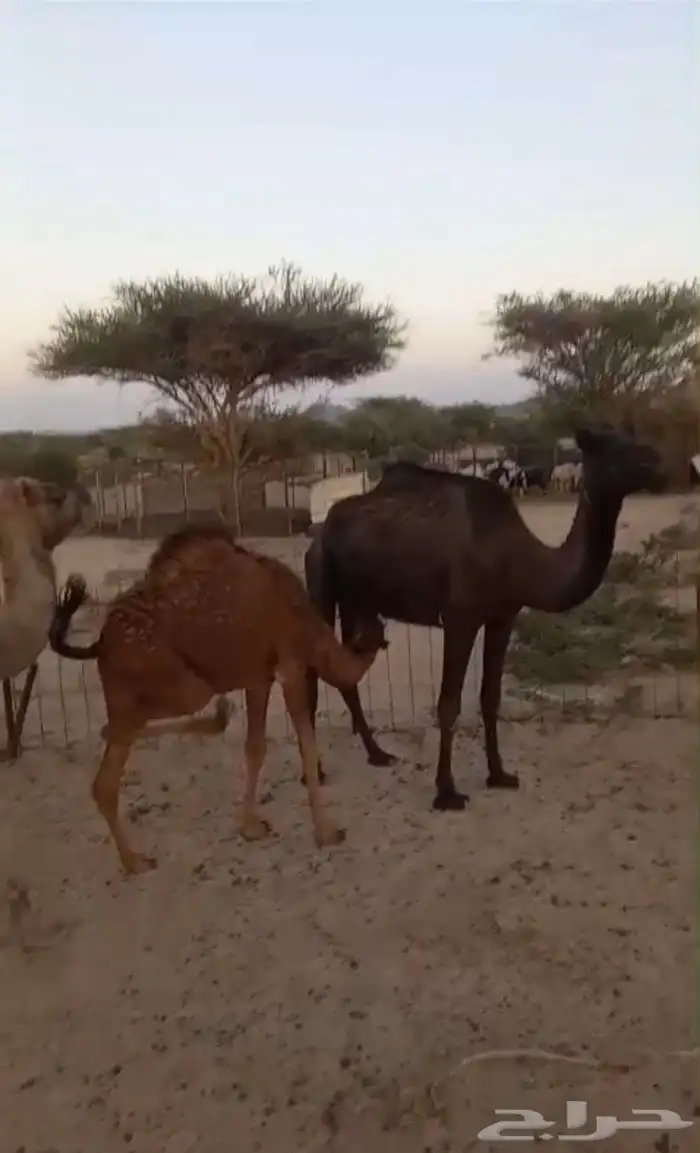 للبيع او للبدل مع ضان 0