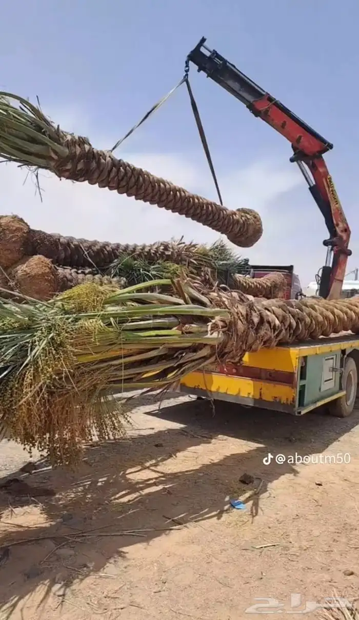 نخل أبو ناصر لتوريد وتركيب جميع انواع انخل المثمر وزينه 7
