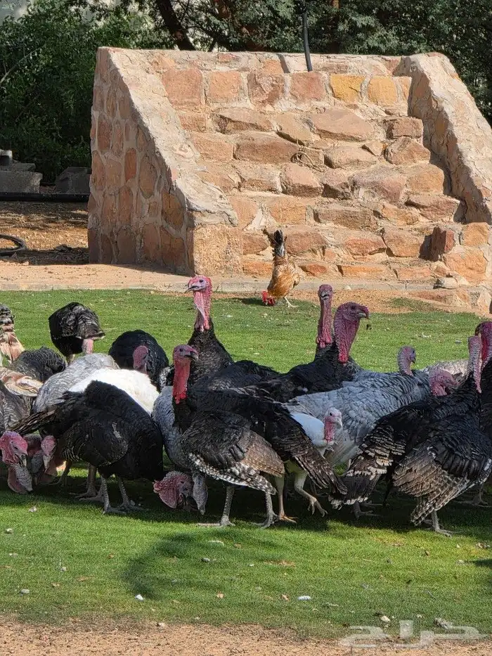 دجاج رومي بياض 4