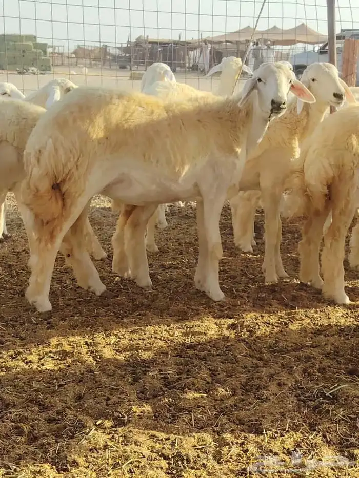 رخال حريات العدد 50 راس 4