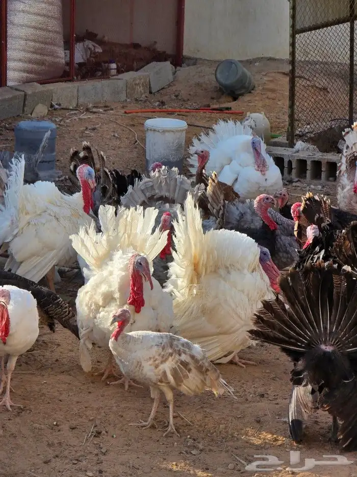 دجاج رومي بياض 0