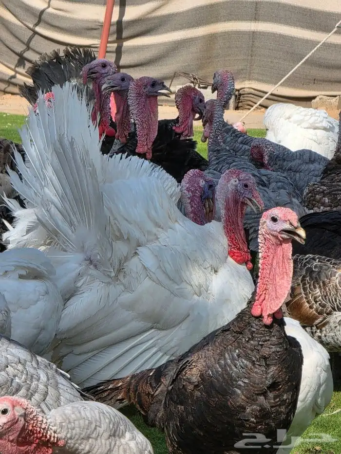 دجاج رومي بياض 5