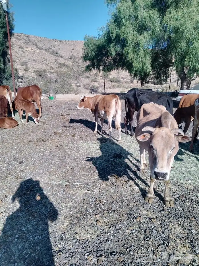 بقر بلدية مراح واحد عدد 35 1