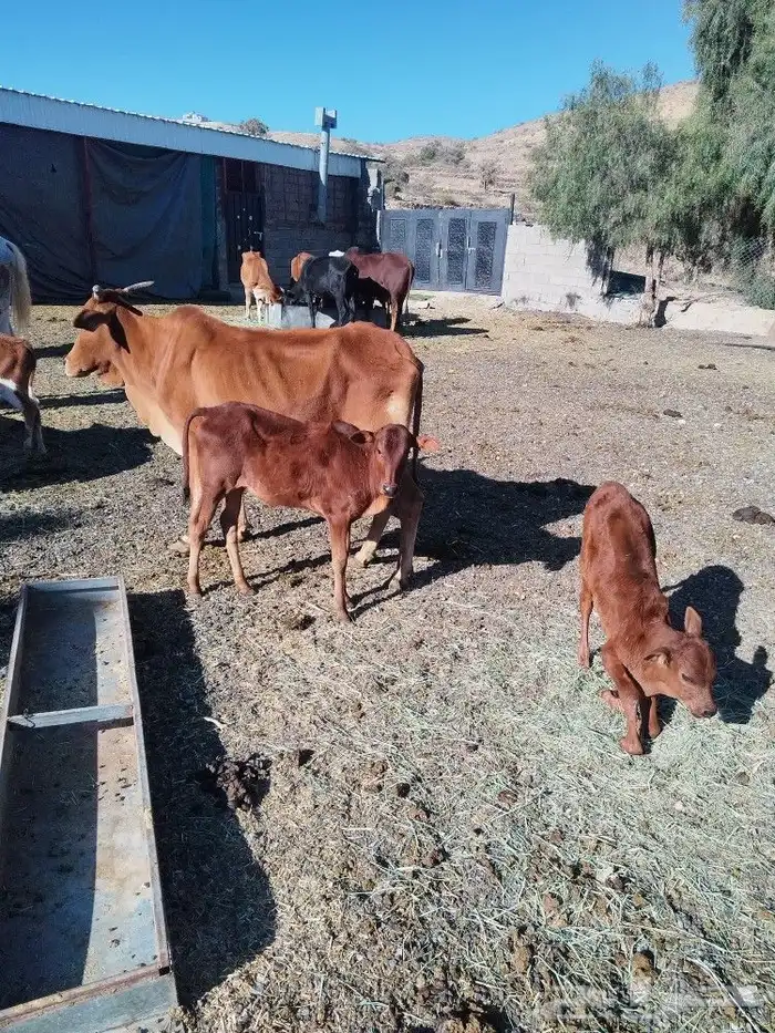 بقر بلدية مراح واحد عدد 35 3