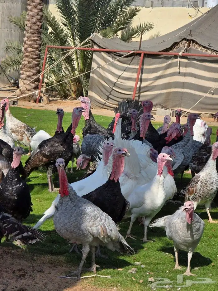 دجاج رومي بياض 3