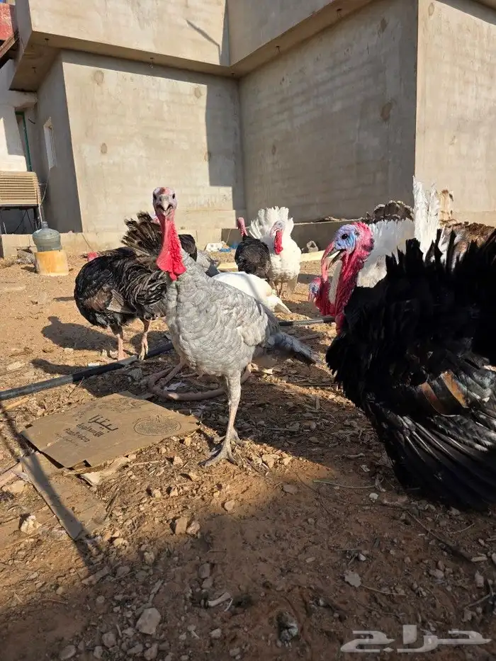 دجاج رومي بياض 2