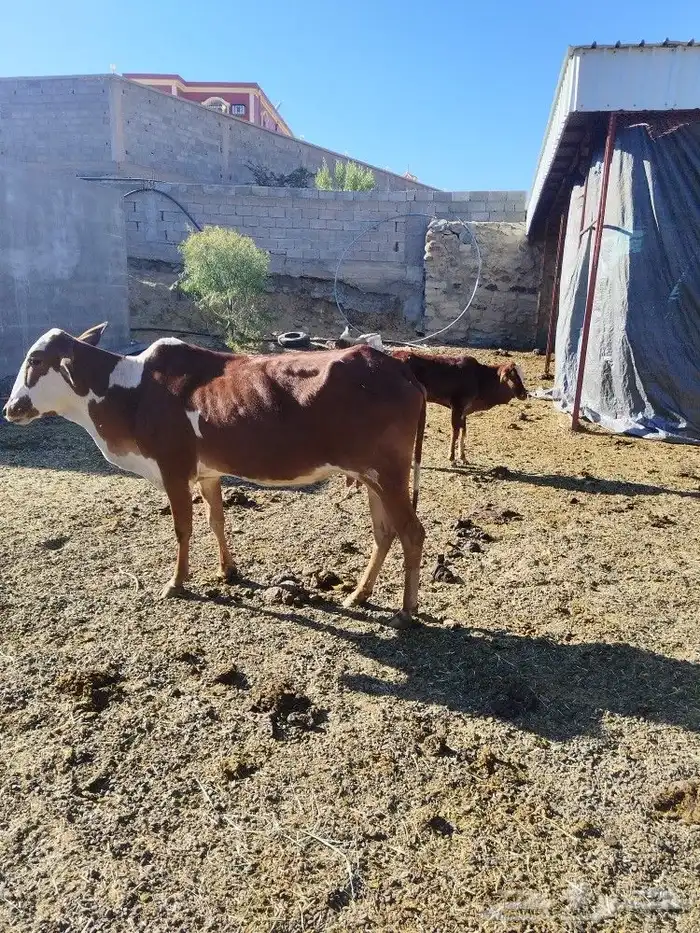 بقر بلدية مراح واحد عدد 35 4
