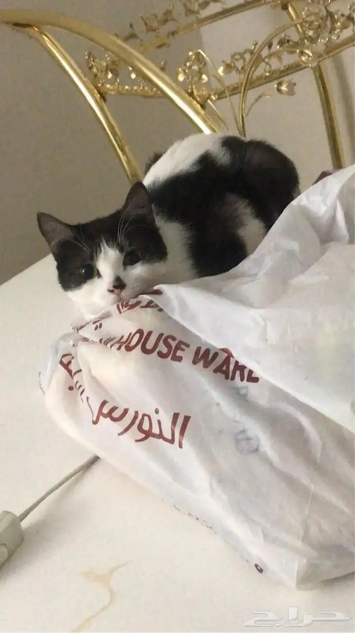 قطط للتبني جده 2