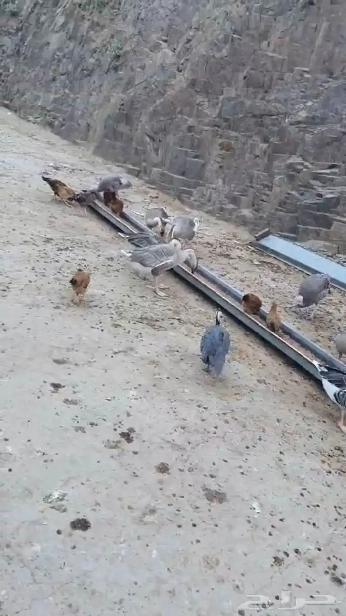 رومي وز عراقي 2