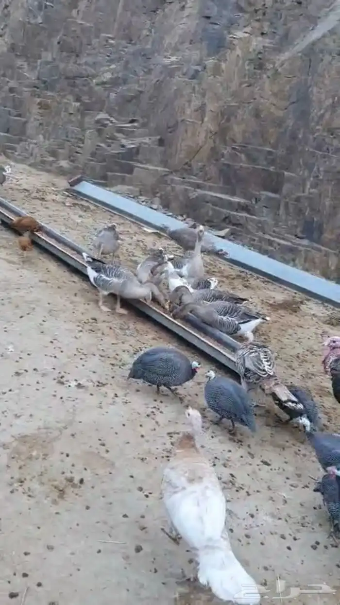 رومي وز عراقي 5