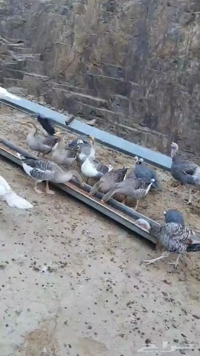 رومي وز عراقي 1