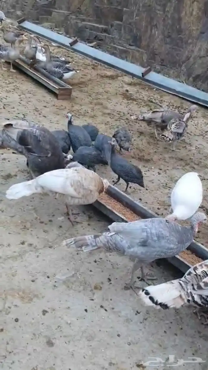 رومي وز عراقي 4