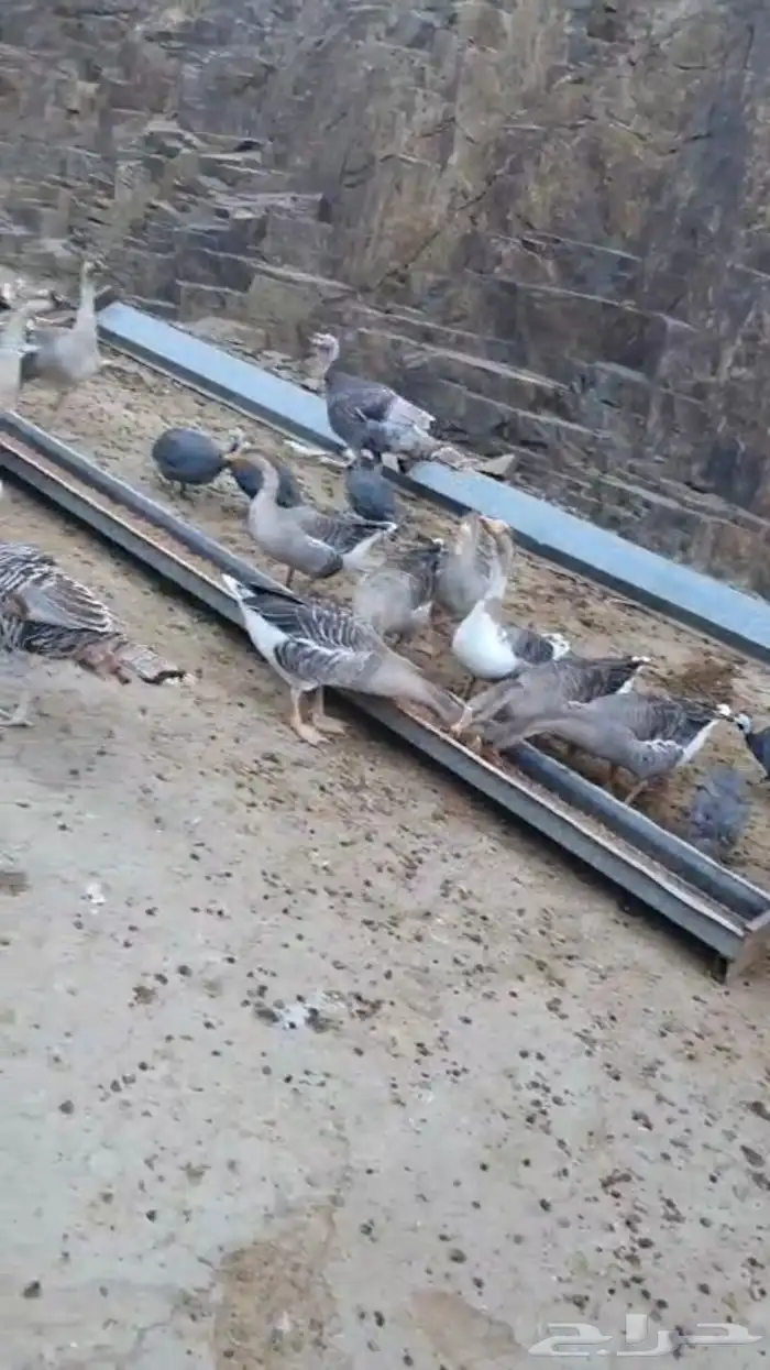 رومي وز عراقي 0