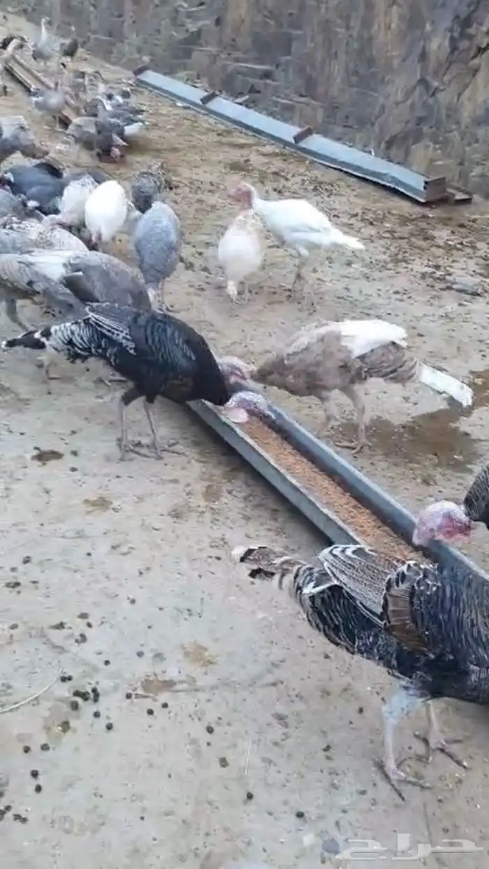 رومي وز عراقي 3