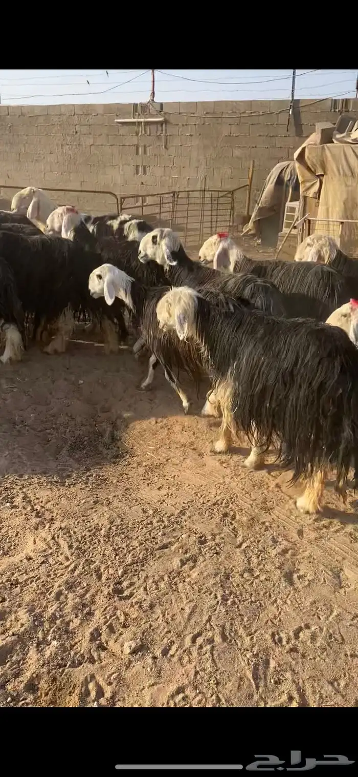 غنم نجد مراح خصم الخصم بلفحول شرط 0
