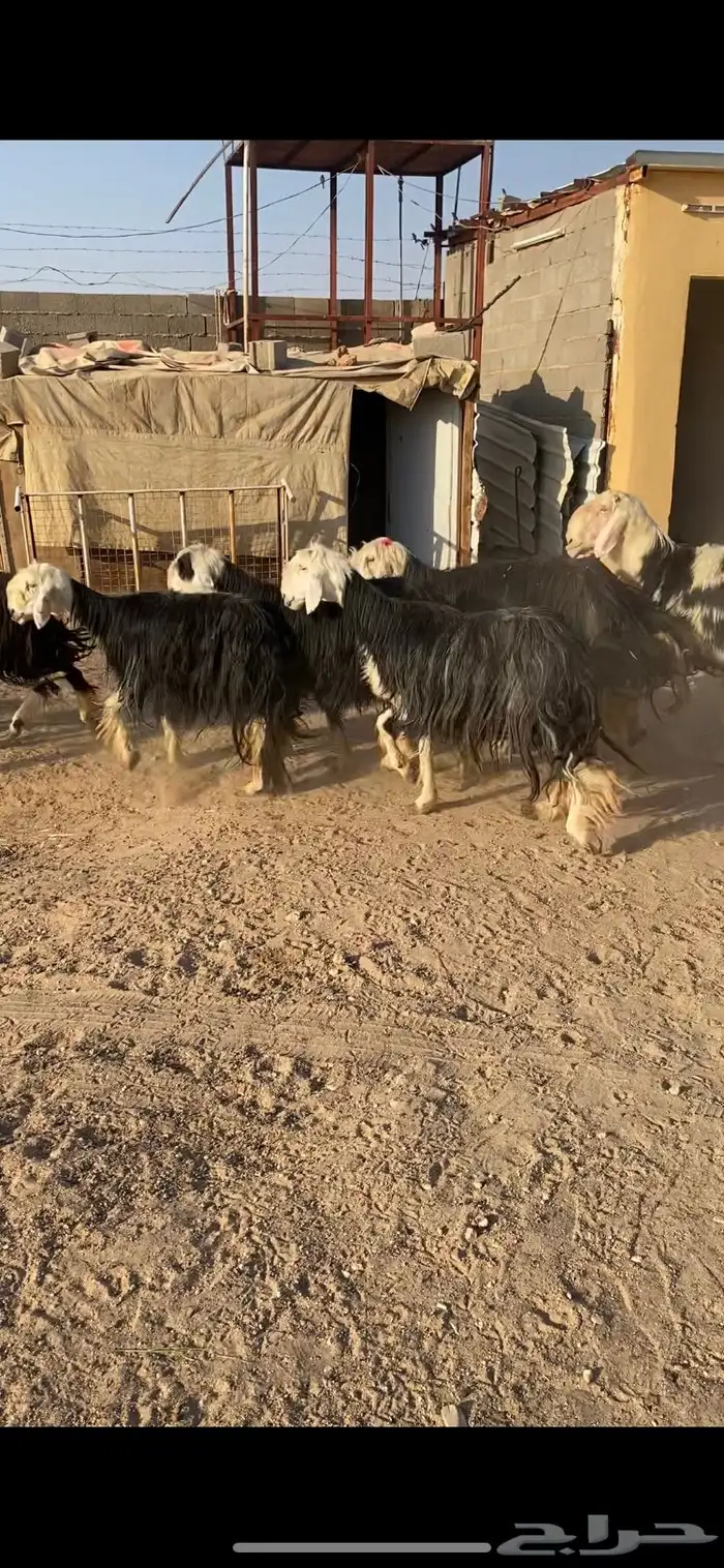 غنم نجد مراح خصم الخصم بلفحول شرط 4