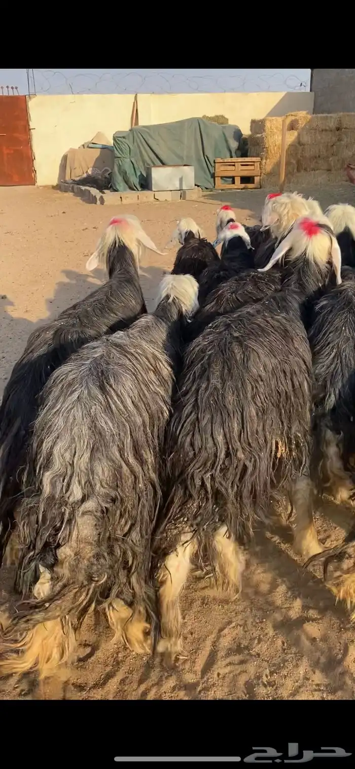 غنم نجد مراح خصم الخصم بلفحول شرط 6