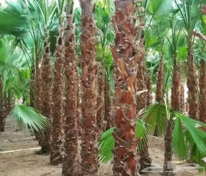 تنسيق الحدائق المنزلية 4