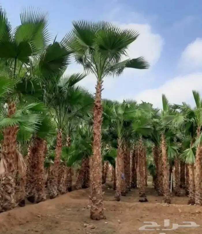 تنسيق الحدائق المنزلية 5