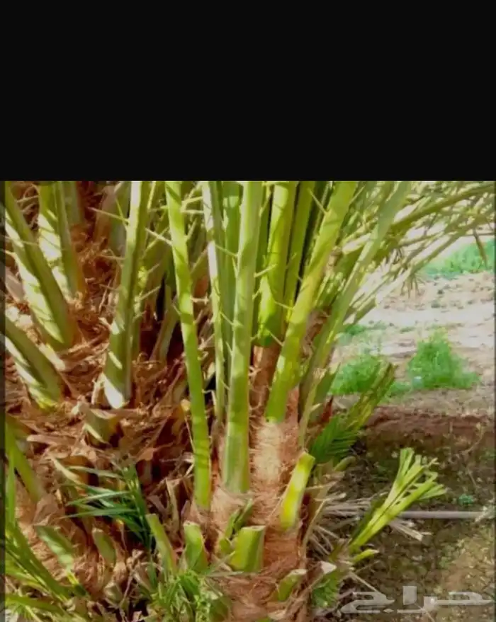 صني عجوه فاخره 50   شي احسن من الممتاز تعال اختار 4