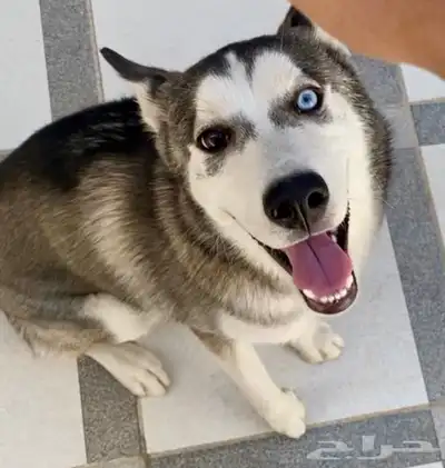 كلب هاسكي ميلانو ( انثى ) index