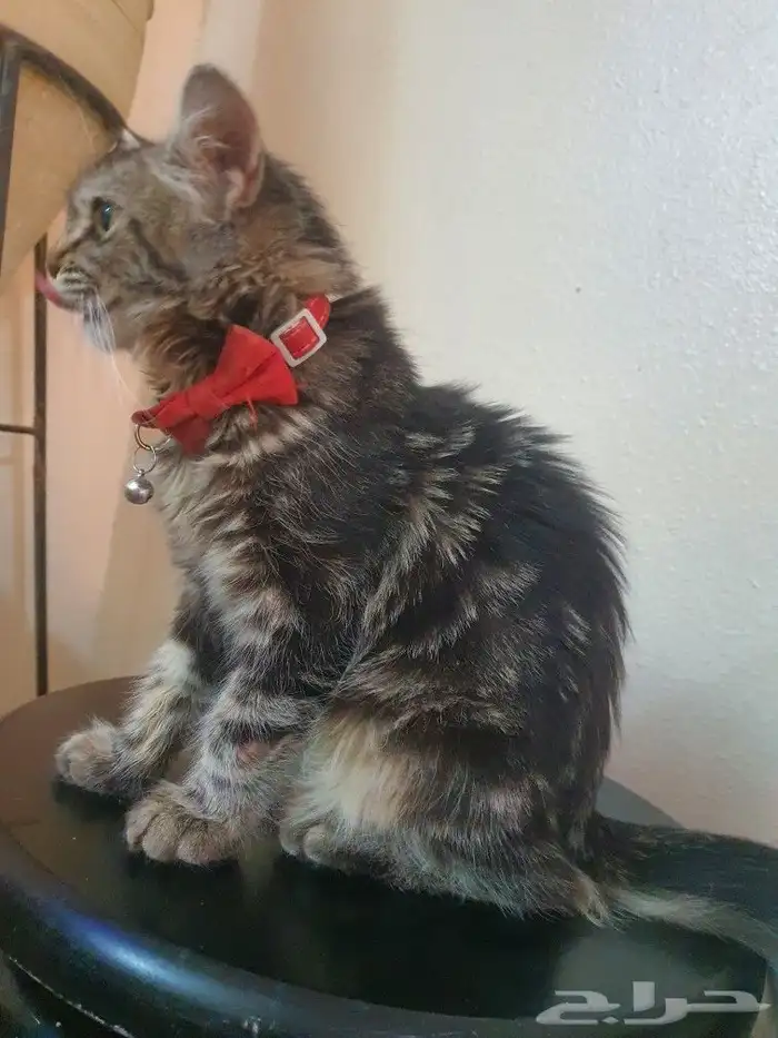 قطة شيرازي للتبني 1