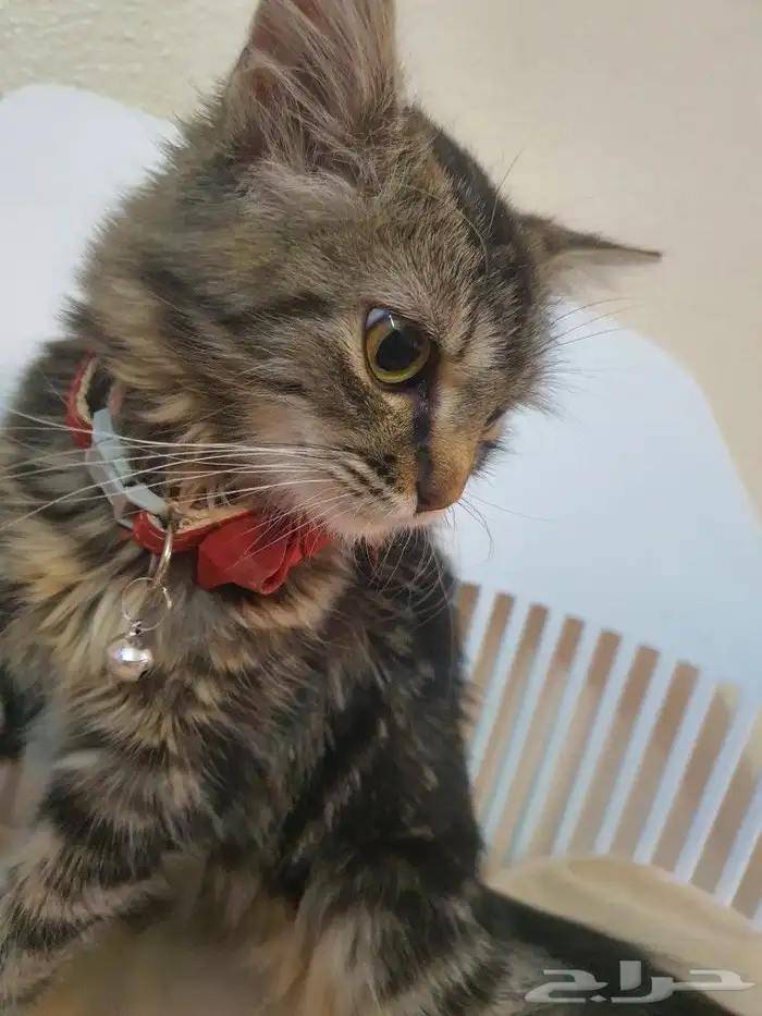 قطة شيرازي للتبني 2