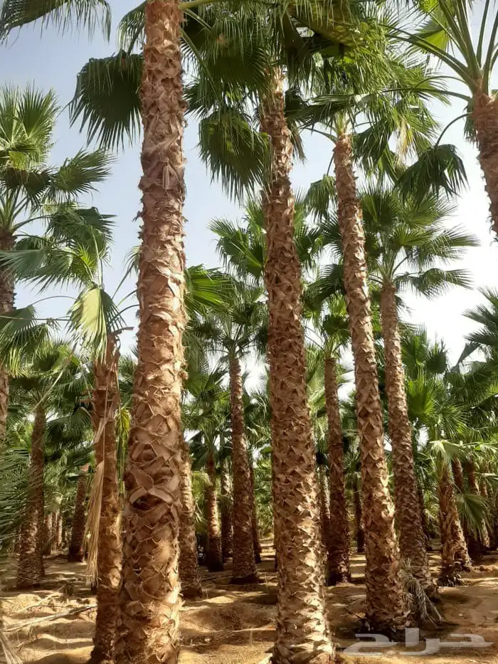 نخل عربي مثمر ونخل واشنطن أمريكي 8