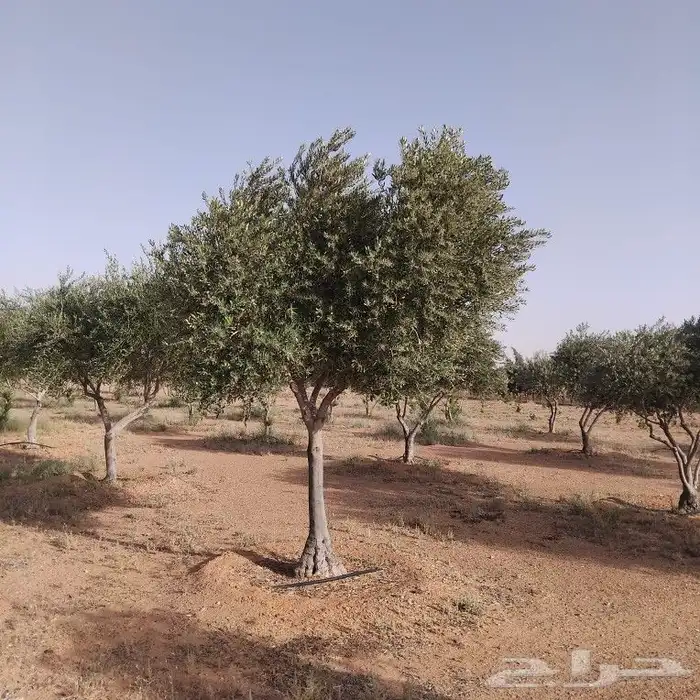 يوجد لديناء شجر الترمناليا وأشجار الزيتون وشجر الظل والأشجار 2