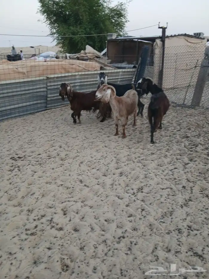 معزاء مقاني طيبه الموقع مليجه 6