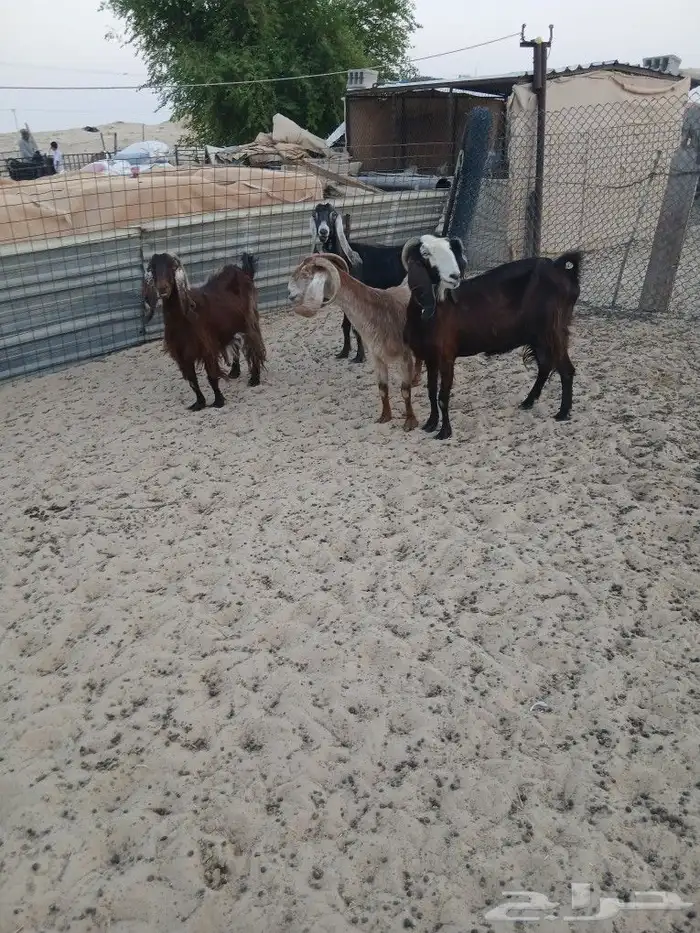 معزاء مقاني طيبه الموقع مليجه 5