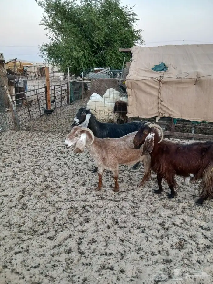 معزاء مقاني طيبه الموقع مليجه 3