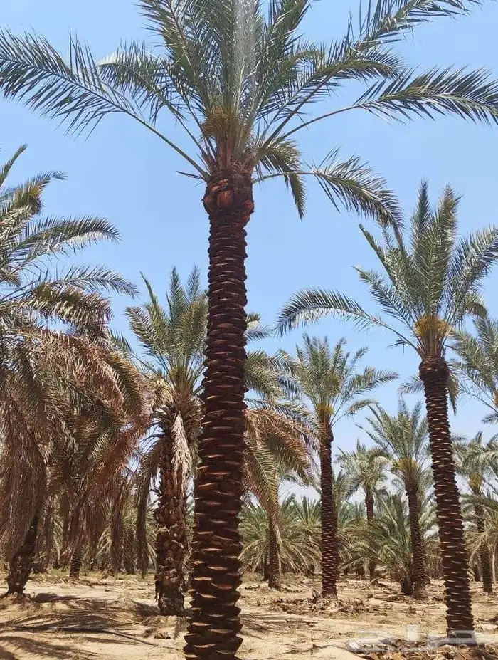 توريد وزراعة النخل الواشنطونيا ونخل العربي فسايل وتركيب شبوك 2