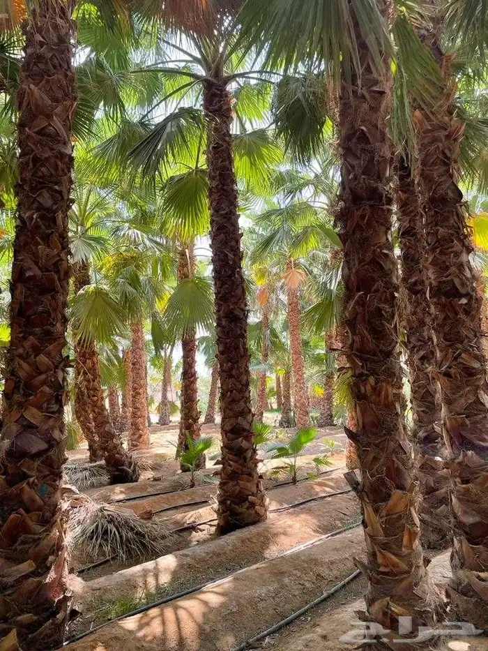 نخل وشنطني درجه اولا 7