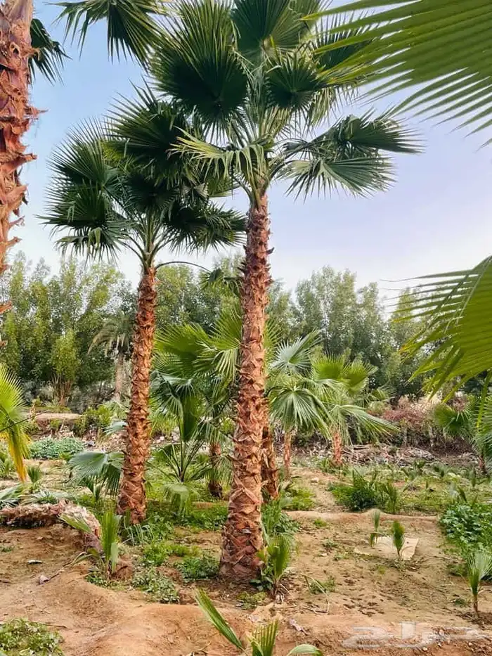 تصميم حديقة 9