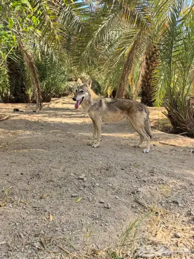 هسكي ذيب index