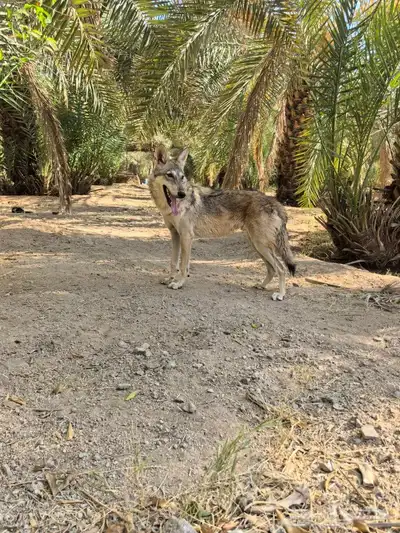 هسكي ذيب index