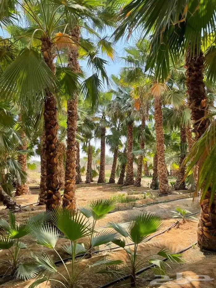 نخل وشنطني درجه اولا 5