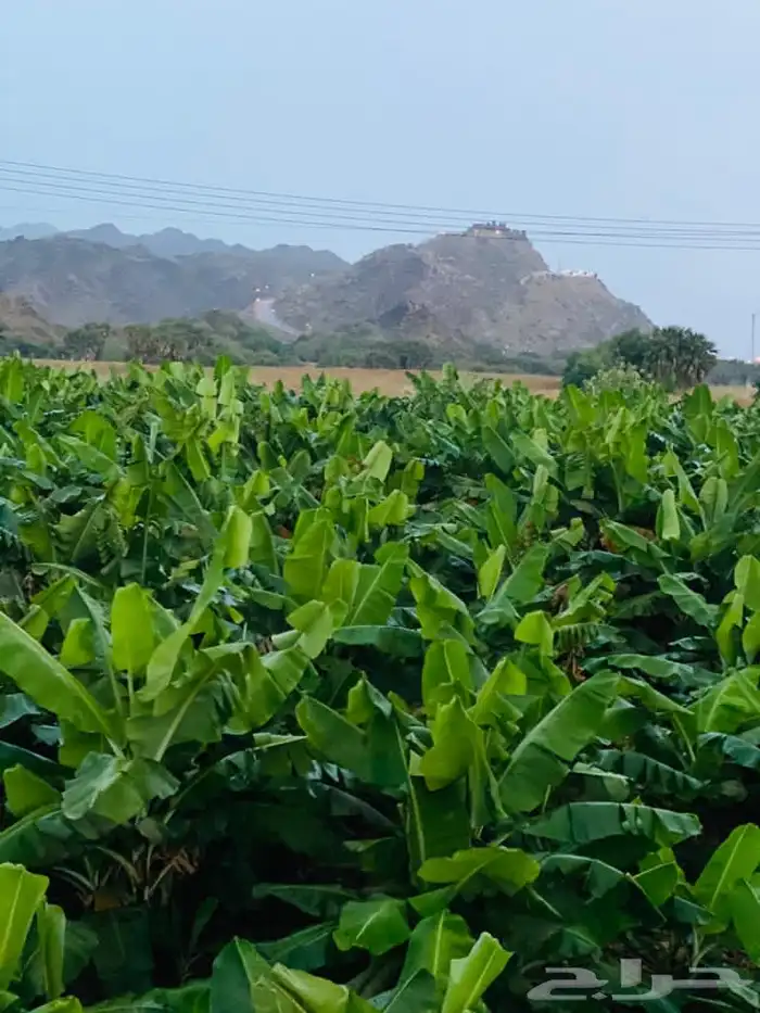 عرض موز شتلات الحبة ريالين 0