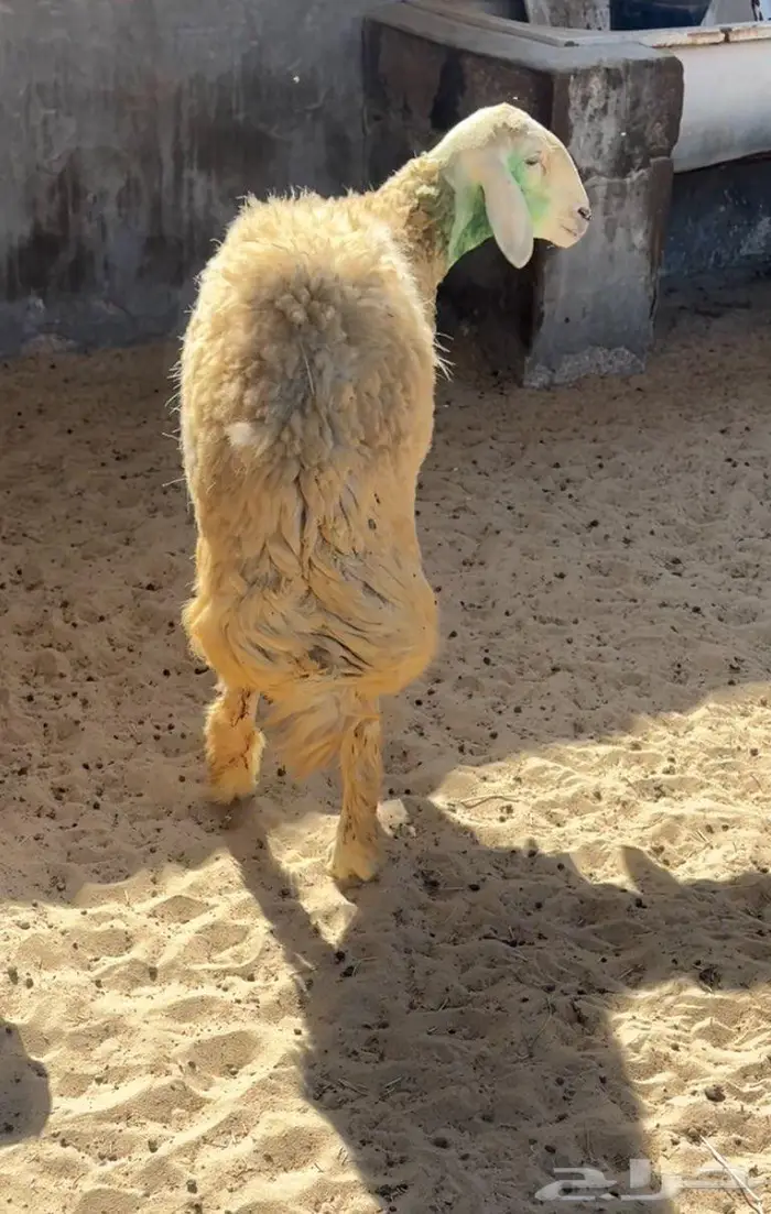 شاه حريه 0