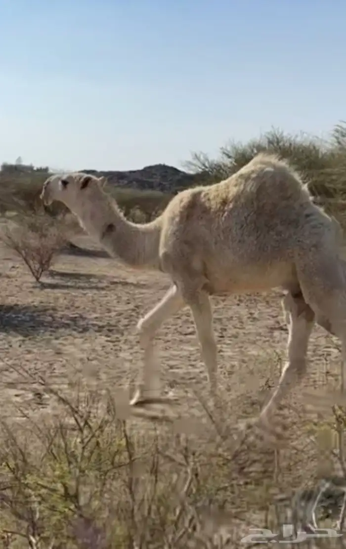 قعود مفرود فردي باتلي 0