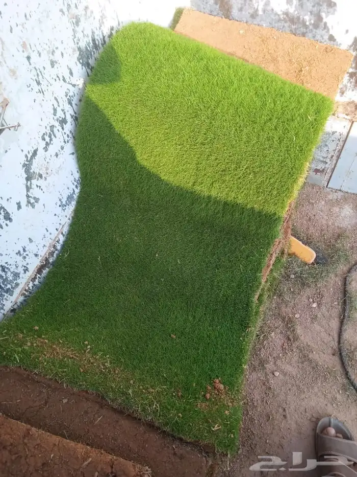 نجيله طبيعي 6