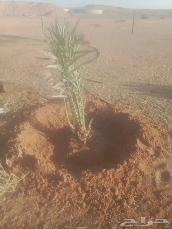 نعمل في مجال النخيل تكريب وتحويض وقلع وغرس فسايل 0