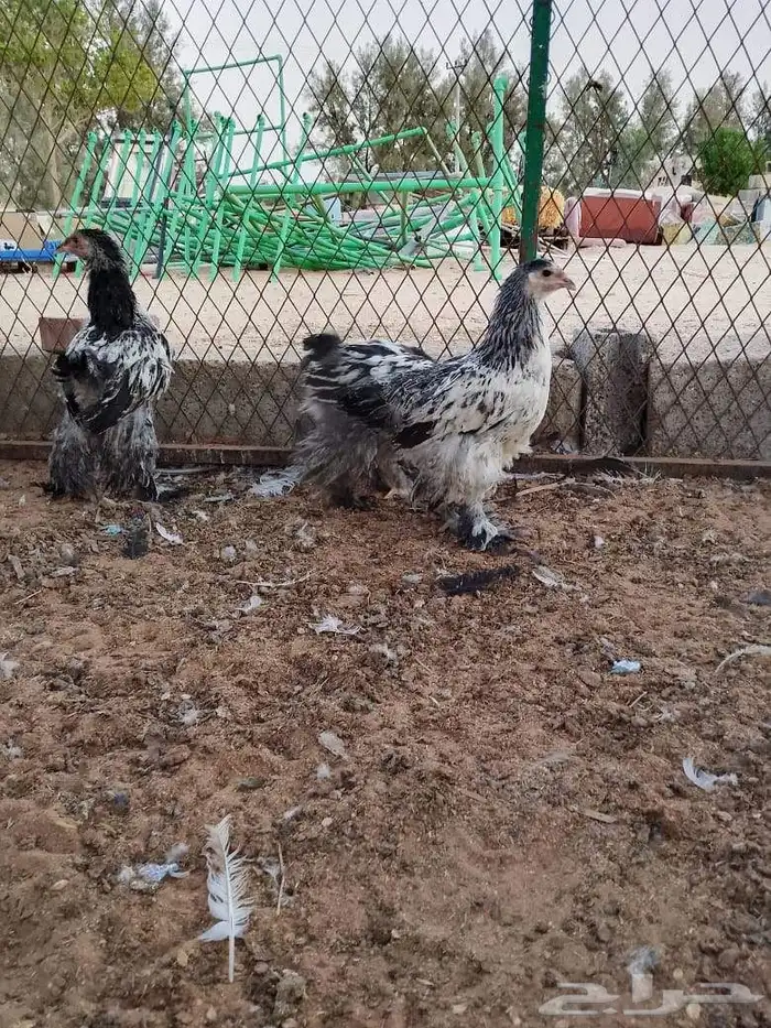 السلام عليكم ورحمه الله وبركاته 2