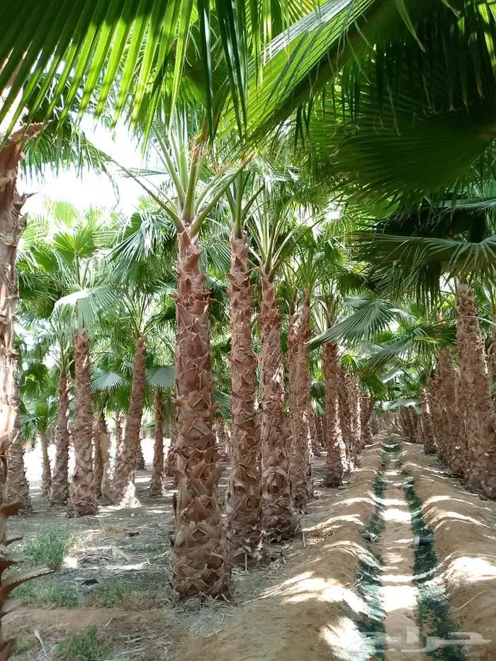 نخل واشنطونيا الرياض توريد وغرس في جميع احياء الرياض 2