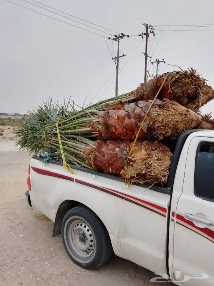 نخل القصيم نخلوطيب ومثمر على 2