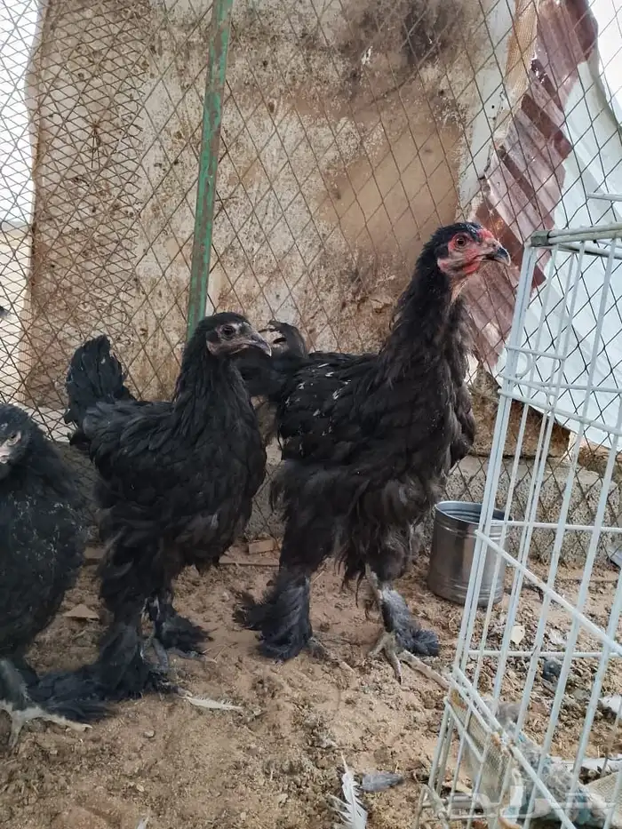 السلام عليكم ورحمه الله وبركاته 5