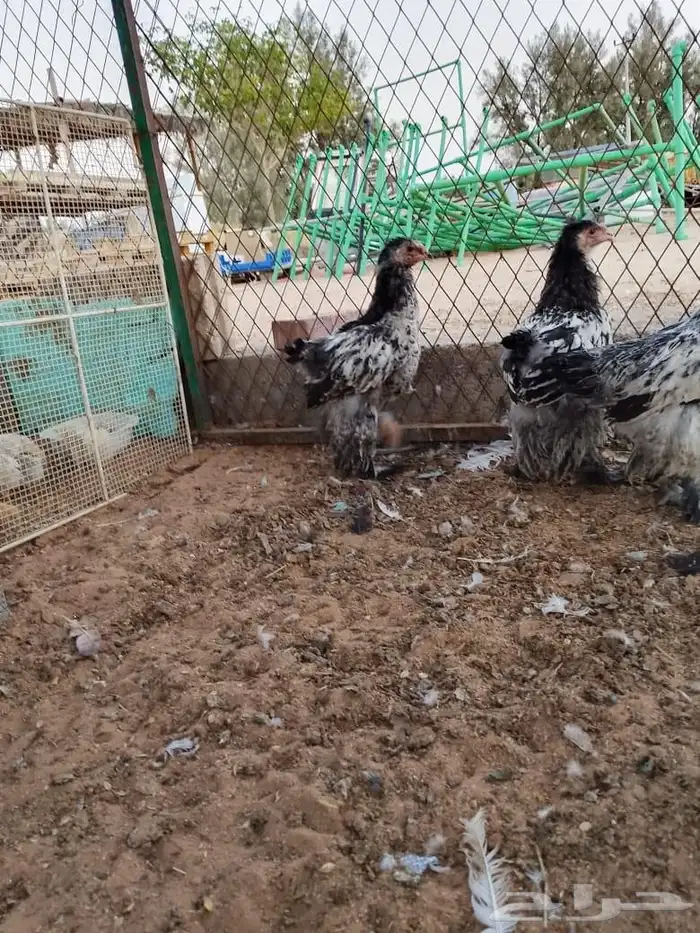 السلام عليكم ورحمه الله وبركاته 3