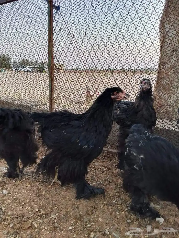 السلام عليكم ورحمه الله وبركاته 1